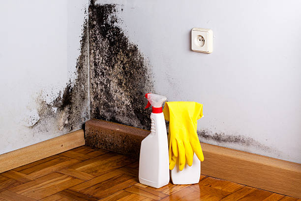 Best Black Mold Removal  in Capitol Heights, MD